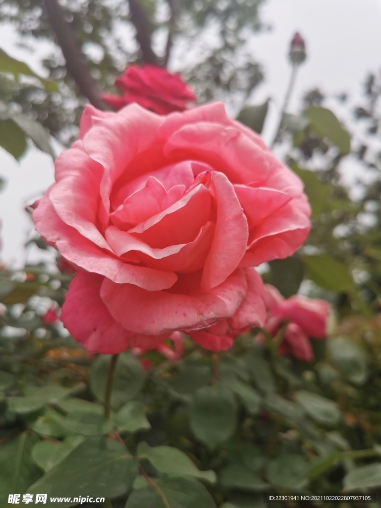 月季花