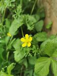 野草莓花