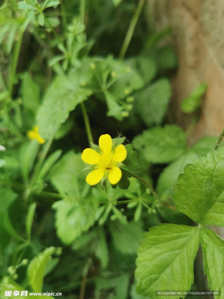 野草莓花