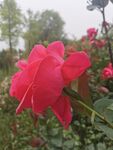 鲜花 月季花 