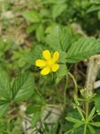 草莓花