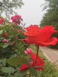 鲜花 月季花 