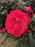 鲜花 月季花 