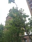 绿树