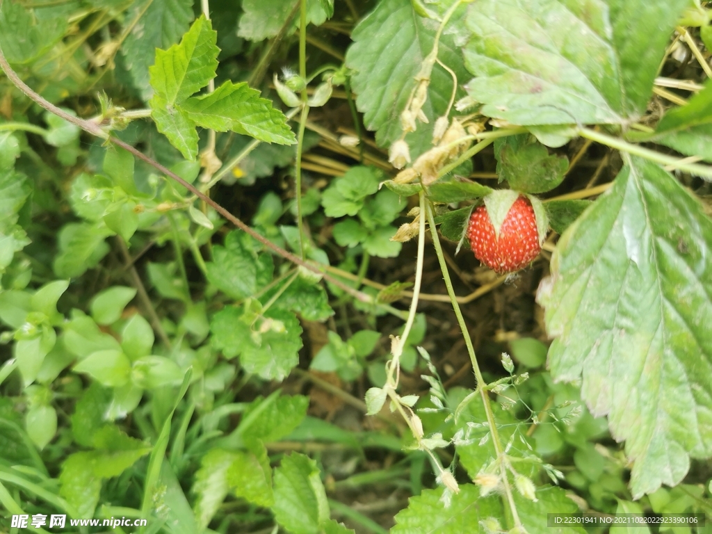 农村5种常见的野果，长得非常的像草莓，不知道你吃过几种？|野果|农村|草莓_新浪新闻