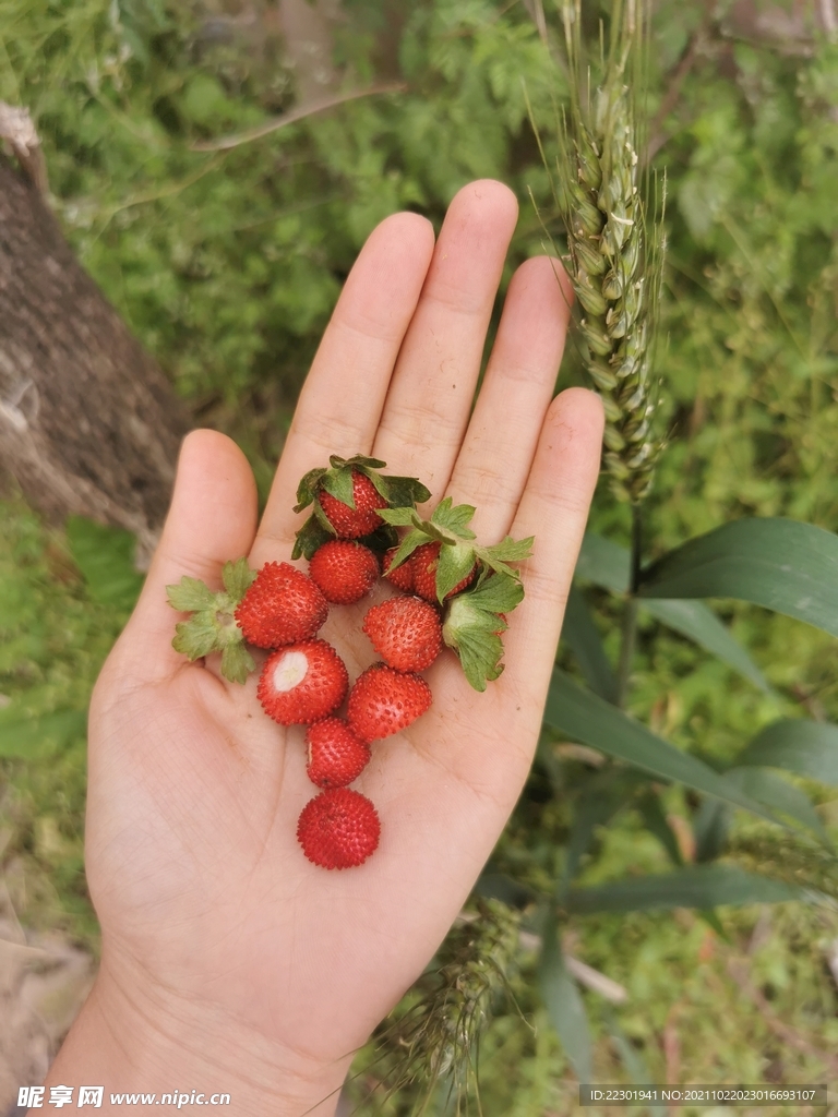 野草莓 蛇莓