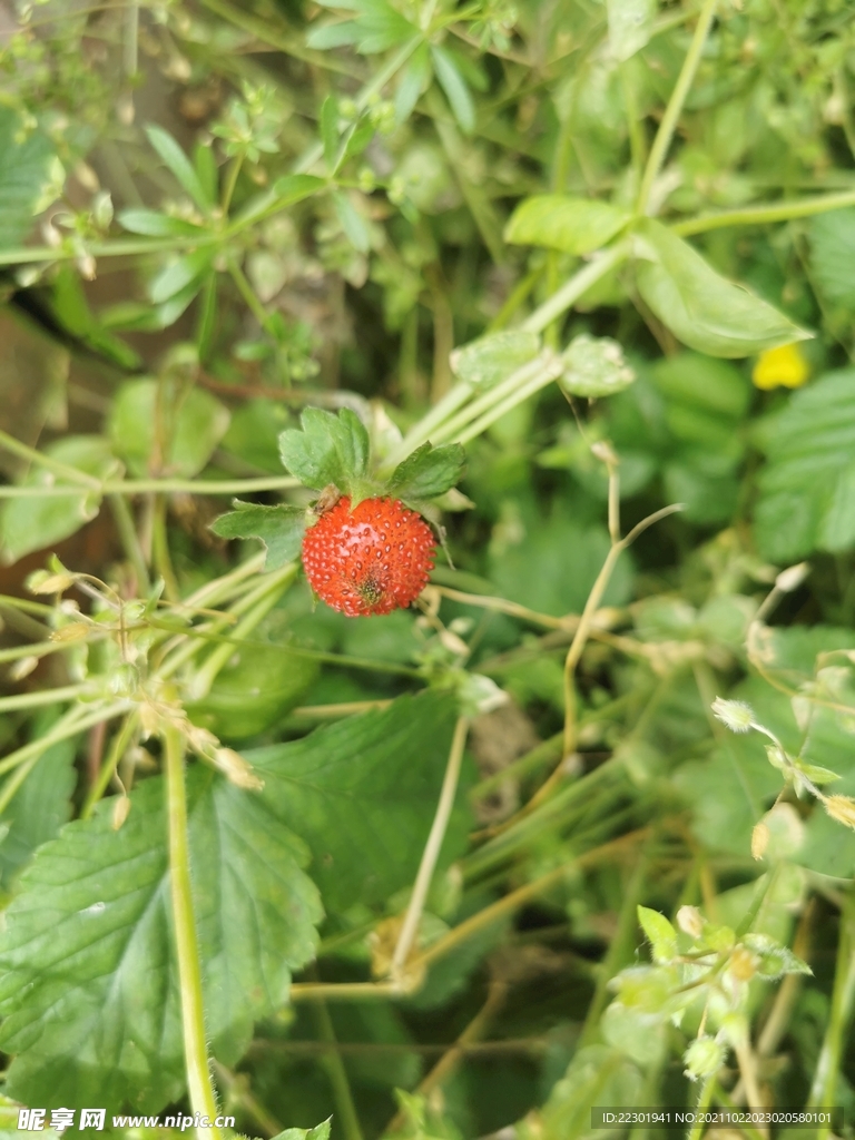 野草莓 蛇莓 