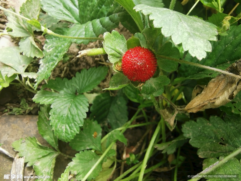 野草莓 蛇莓 