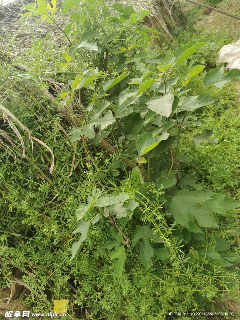 绿草