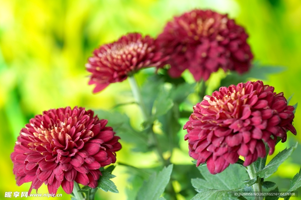 菊花