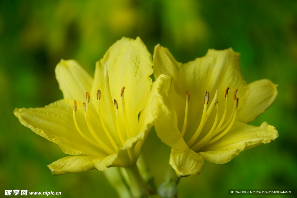 黄花菜