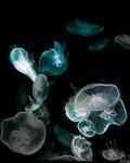 海洋生物