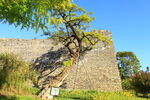 古代城墙边上一棵树