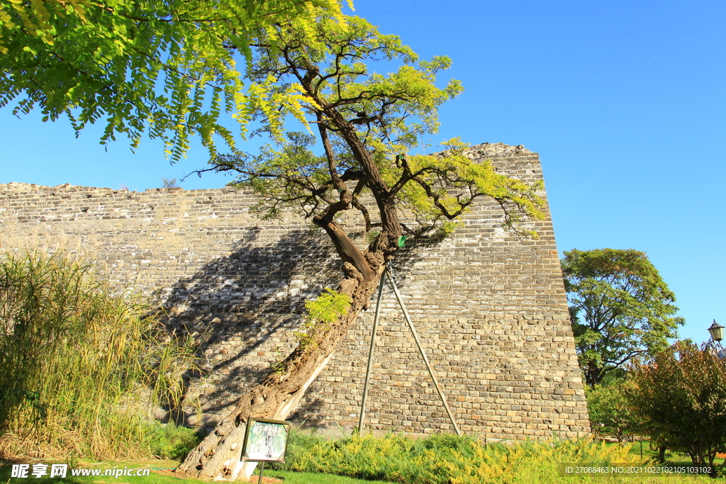 古代城墙边上一棵树