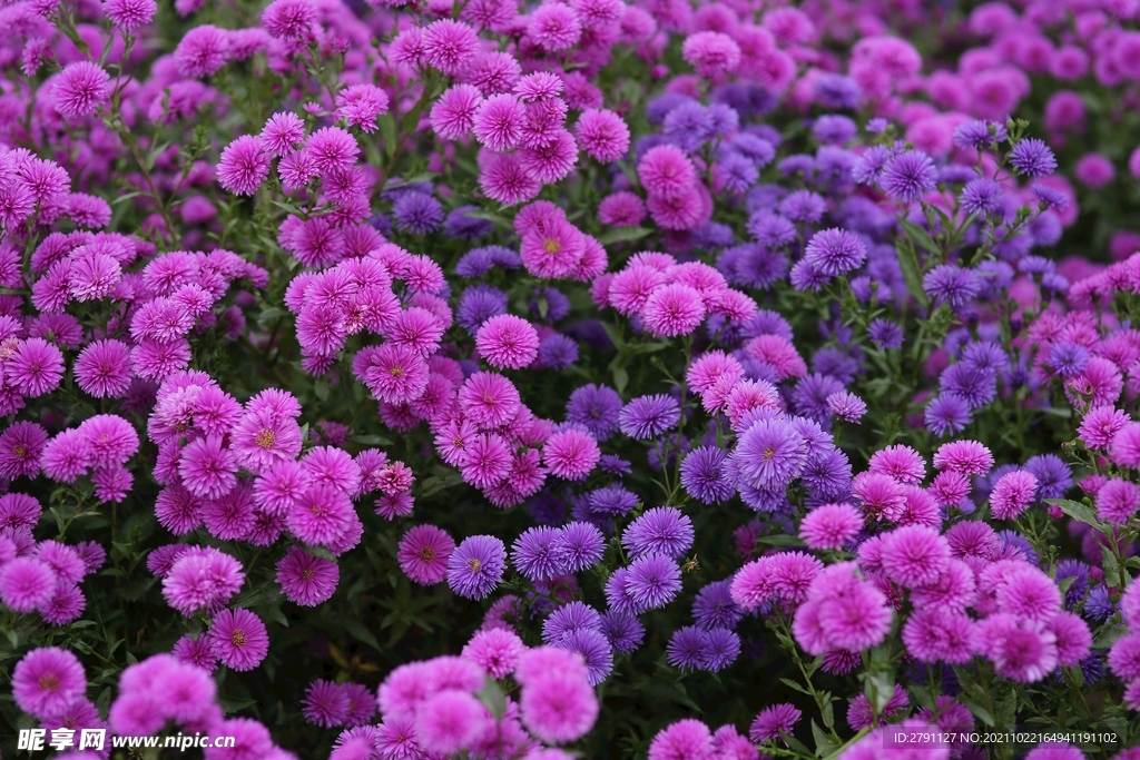 粉色烂漫花朵