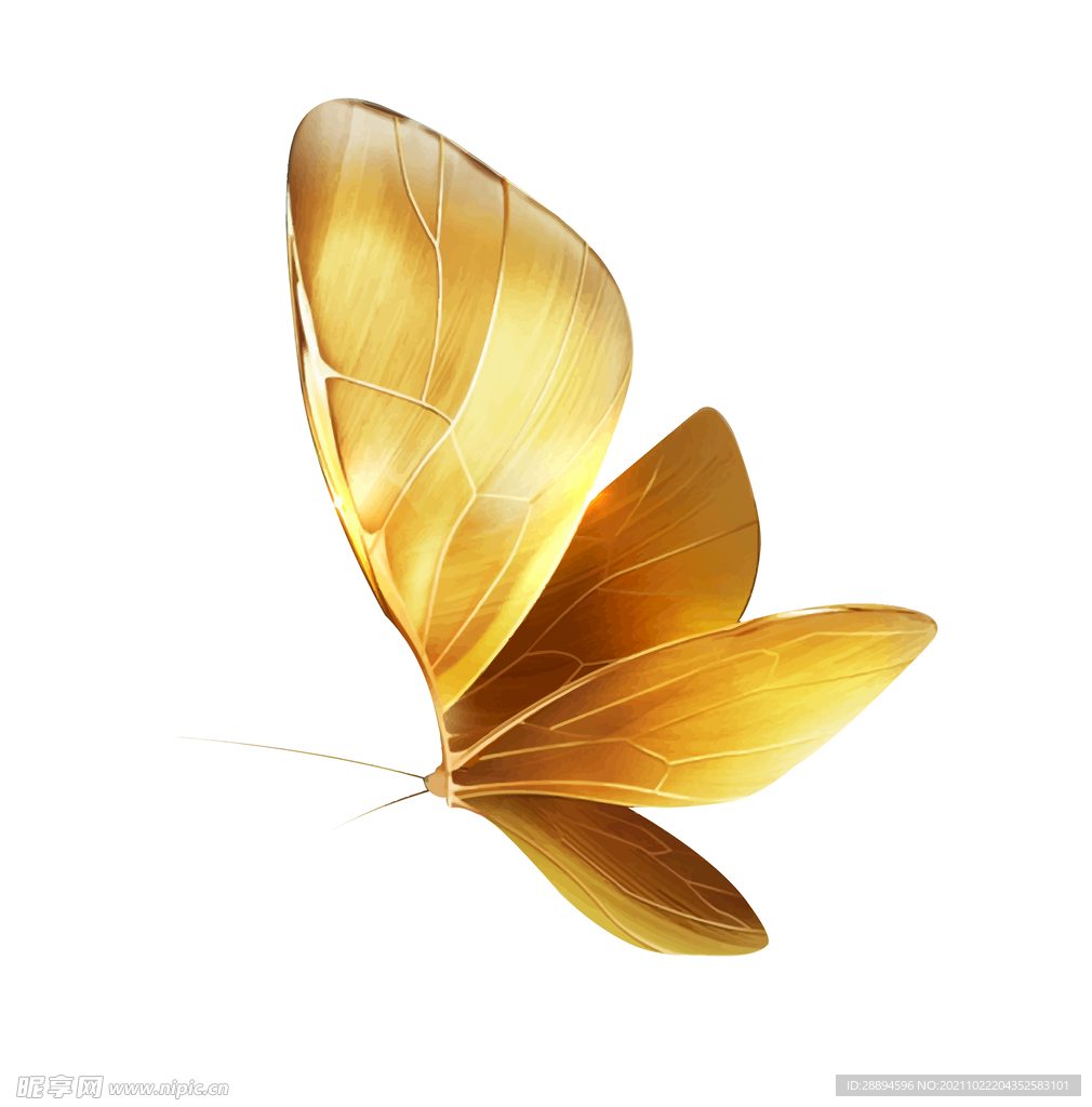 金色蝴蝶时尚高雅