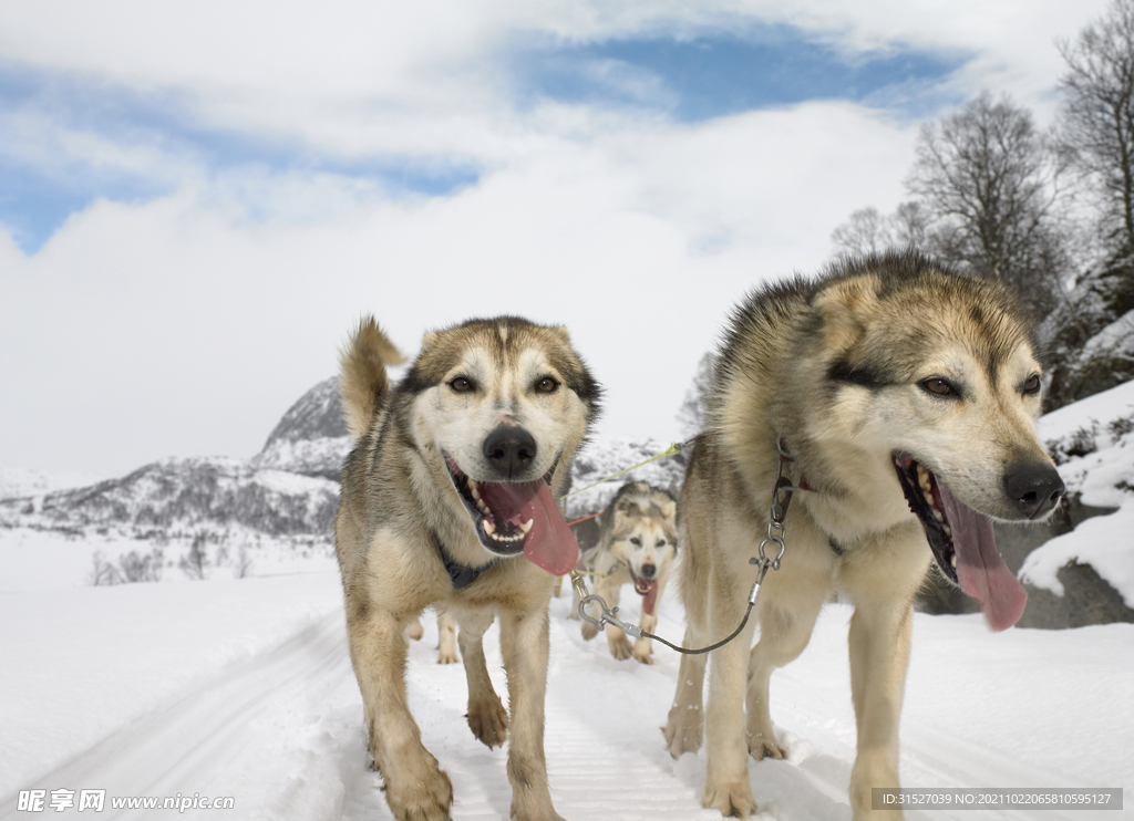 雪橇犬高清摄影图