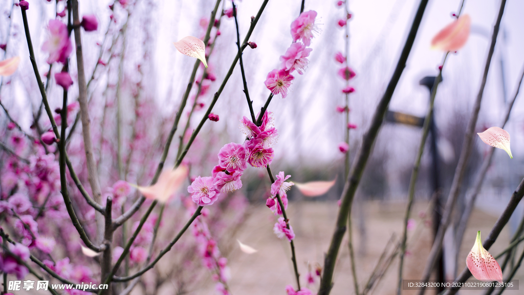 樱花