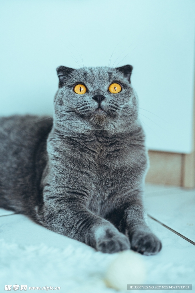 蓝猫
