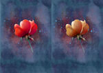 玫瑰花 插画 板绘 素材