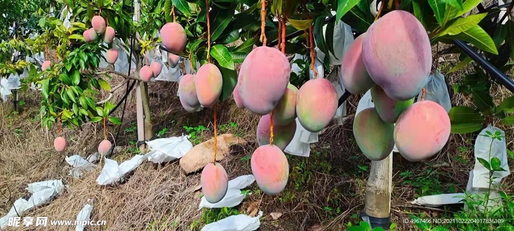 凯特芒果
