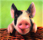 小猪  彩铅 手绘 画画