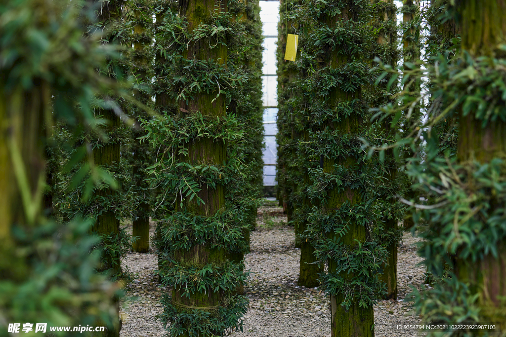 人工铁皮石斛种植基地