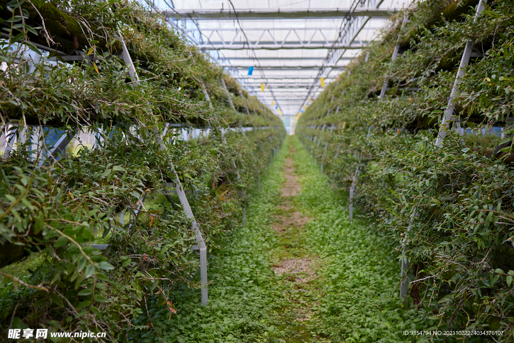 人工铁皮石斛种植基地