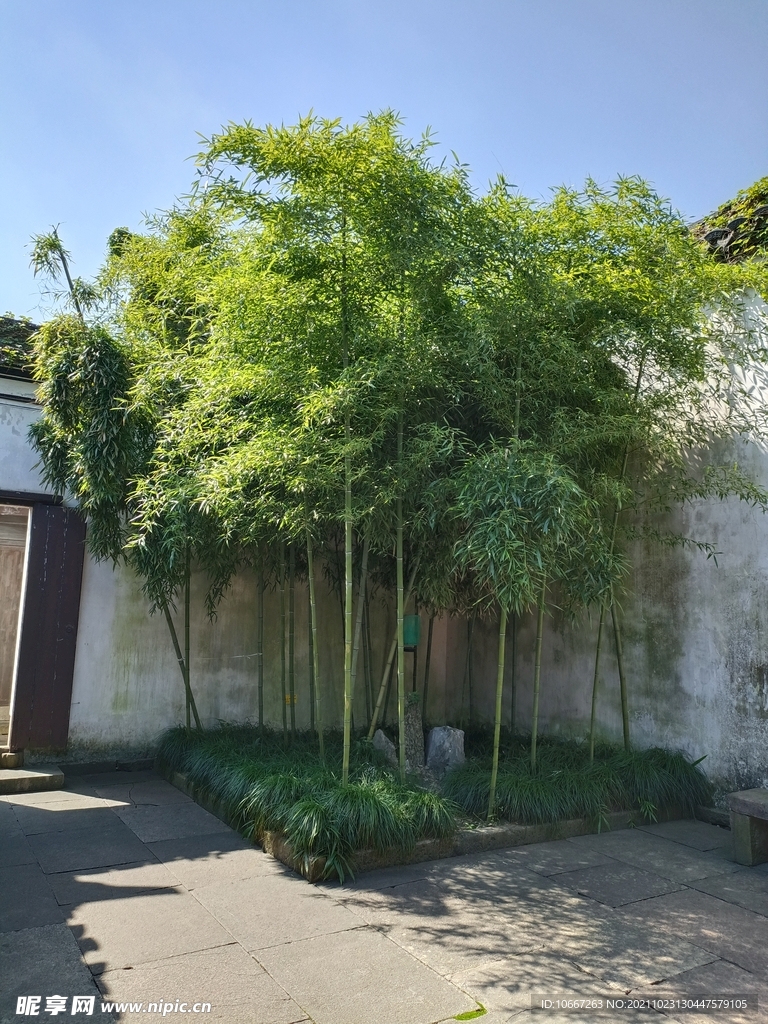竹林