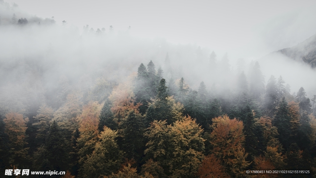 山林