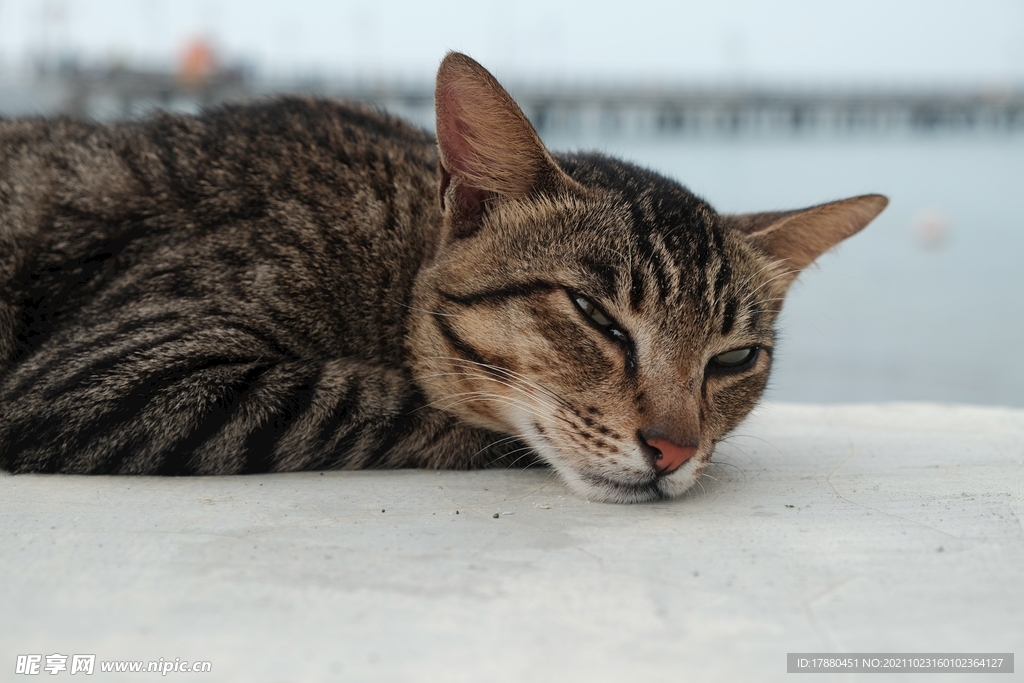虎斑猫