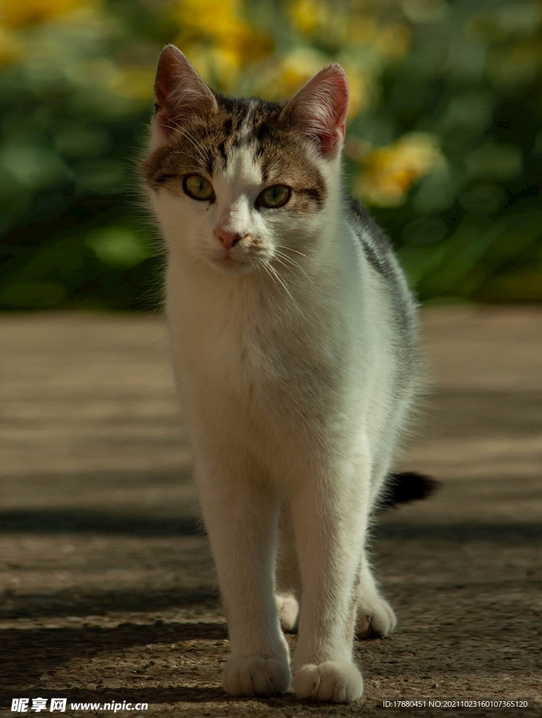 花猫