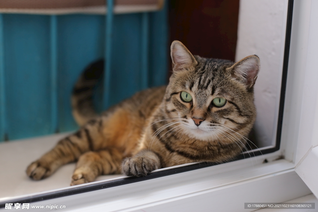 虎斑猫