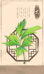 中药材艾草