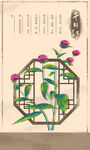 中药材千日红