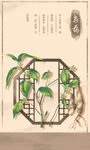 中药材乌药