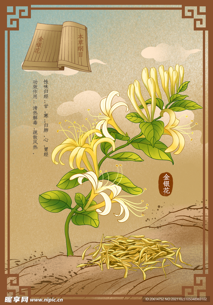 中药材金银花