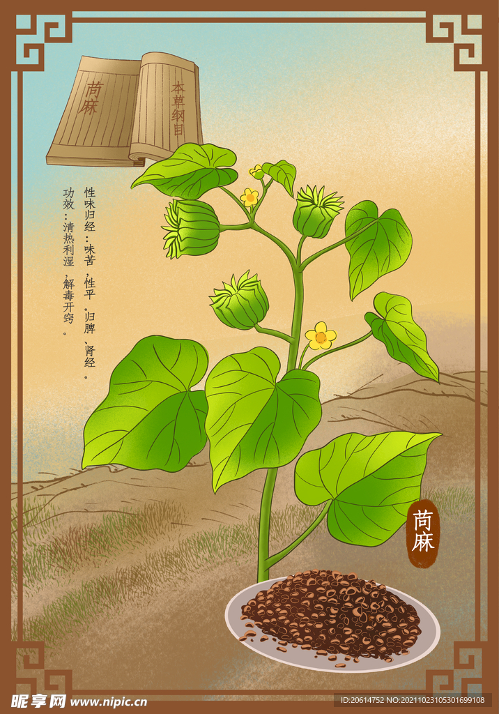 中药材茼麻