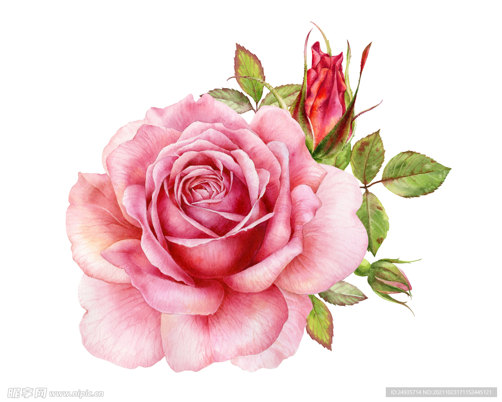 玫瑰花