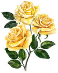 黄色 玫瑰
