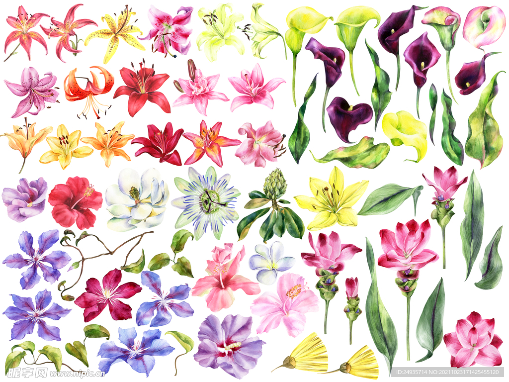 数码印花 花朵 素材