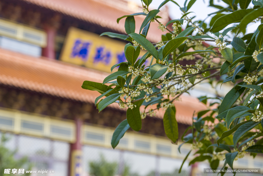 大雄宝殿前的桂花