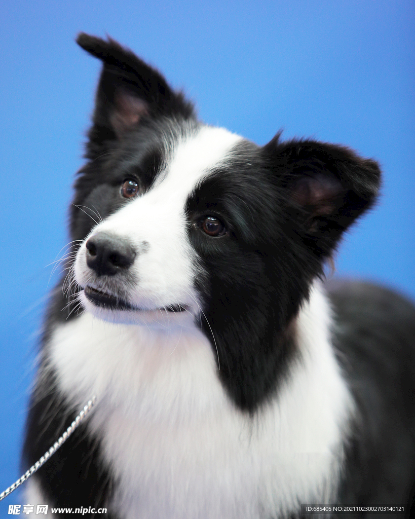 边境牧羊犬 