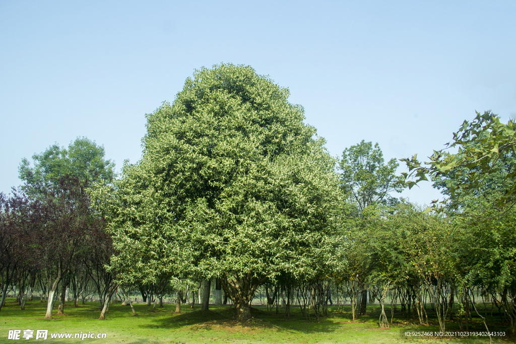  桂花树 