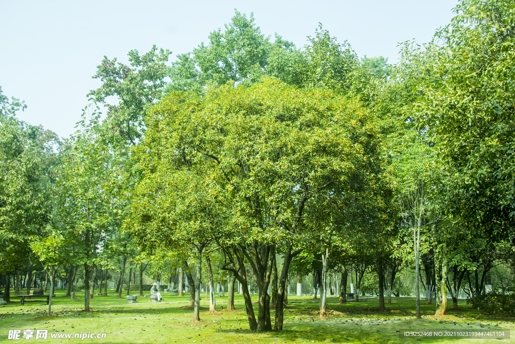 桂花树