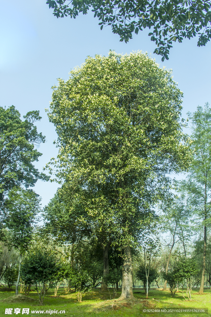 桂花树