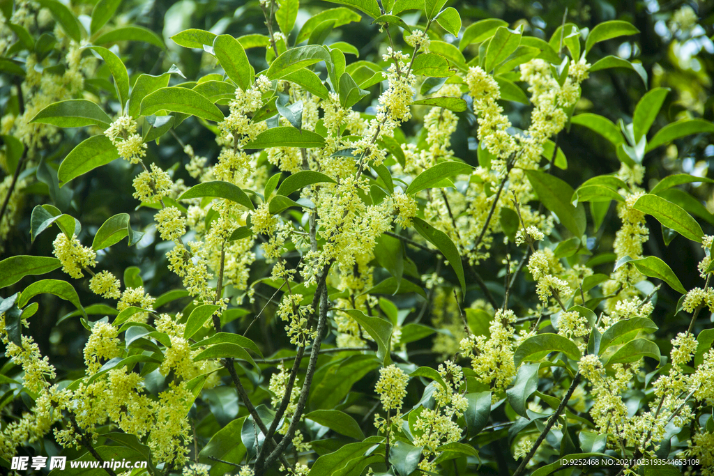 桂花