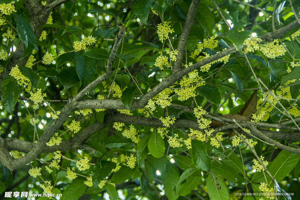 桂花树