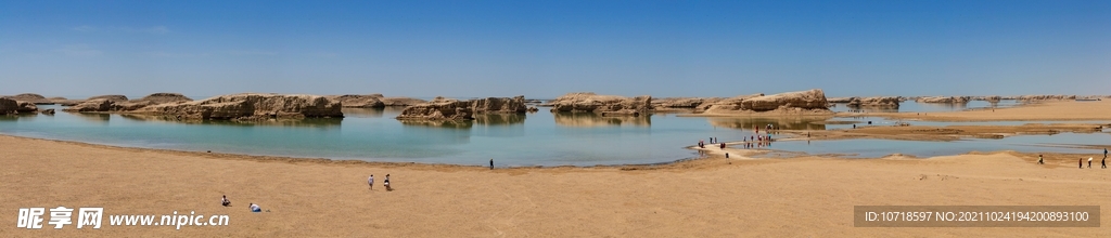 胡杨全景图