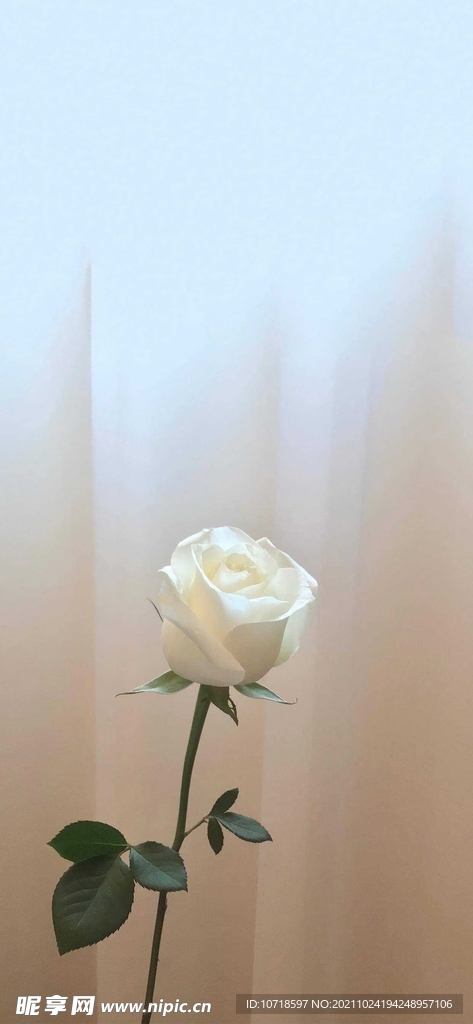 白玫瑰